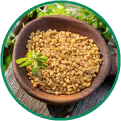 Fenugreek
