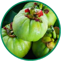 Garcinia